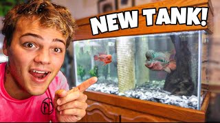 My *NEW* 100G AQUARIUM for FLOWERHORNS!! (epic)