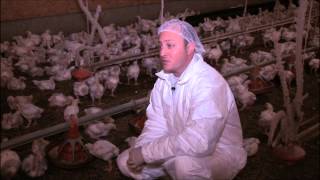 Antibiotic Use in the Poultry Industry