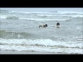 Landseer at the beach