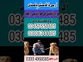 Army dog center Multan khoji dog in Multan