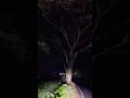 Scary Tree View, Horror Area Whatsapp Status, Scary Place  #horror #shorts