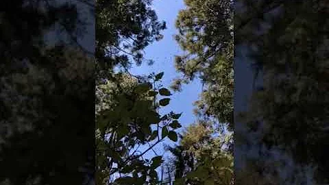 El Rosario Monarch Butterfly Sanctuary