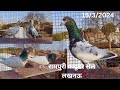   saharanpuri kabutar sale for in lucknow 70074 25768 pigeon loft india