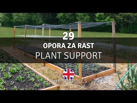 Video: Podpora za rastline graha: Nasveti za vstavljanje graha na vrt