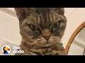 Grumpy, Un-adoptable Cat Is Her New Mom's Shadow | The Dodo Cat Crazy