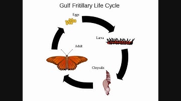 Modality Principle Movie