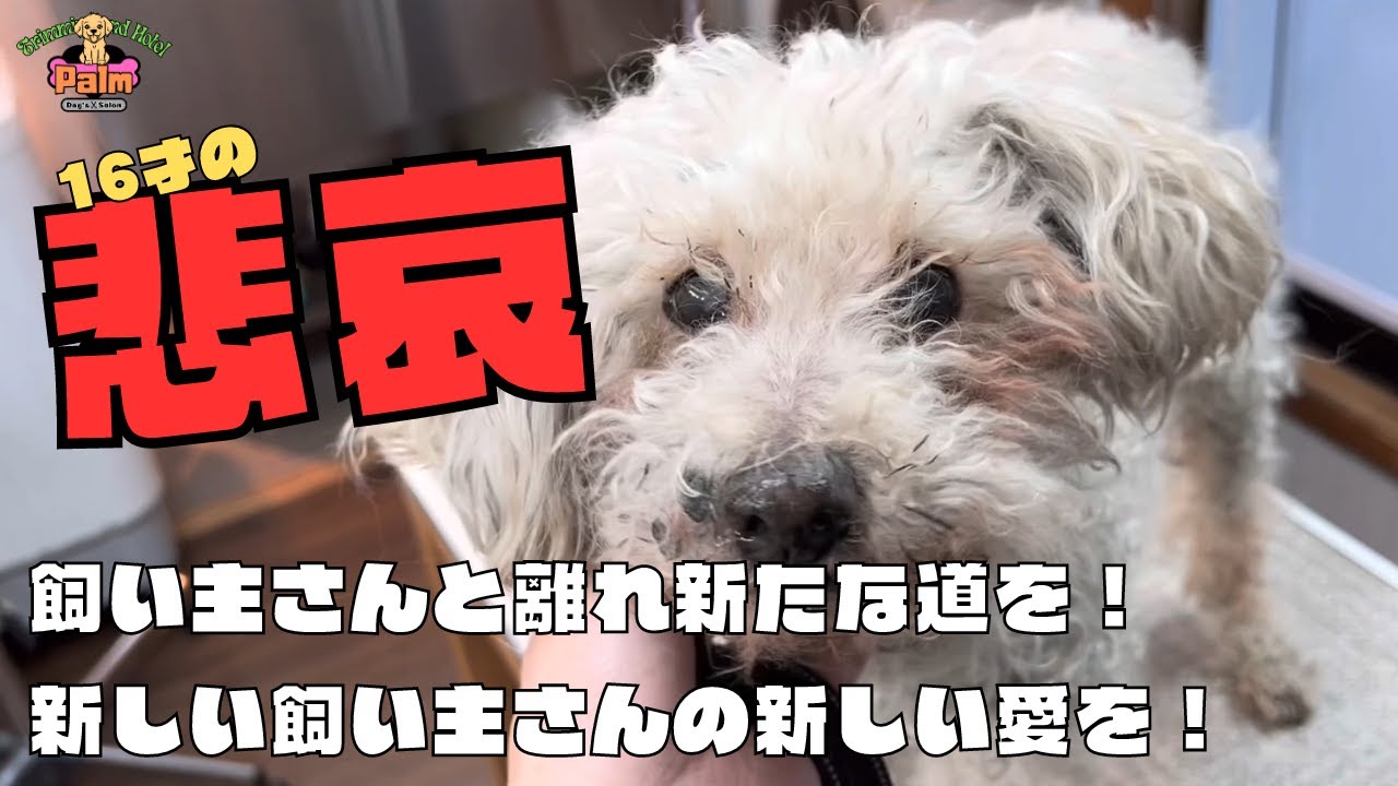 飼い主さんと離れてしまった１６才トイプードルを復活トリミング！！