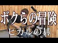 【ヒカルの碁】ボクらの冒険(弾き語りCover) / 湯毛