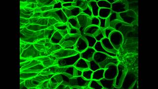 Cell Migration in Zebrafish Embryo