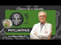 Phyllanthus