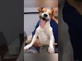 Lot of laugh weekly does #shorts #lolpro #trendingshorts #viral #funny