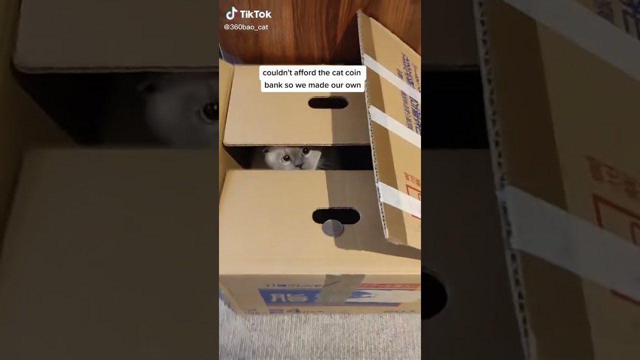 couldn't afford the cat coin bank so I made my own🤣🤣🤣