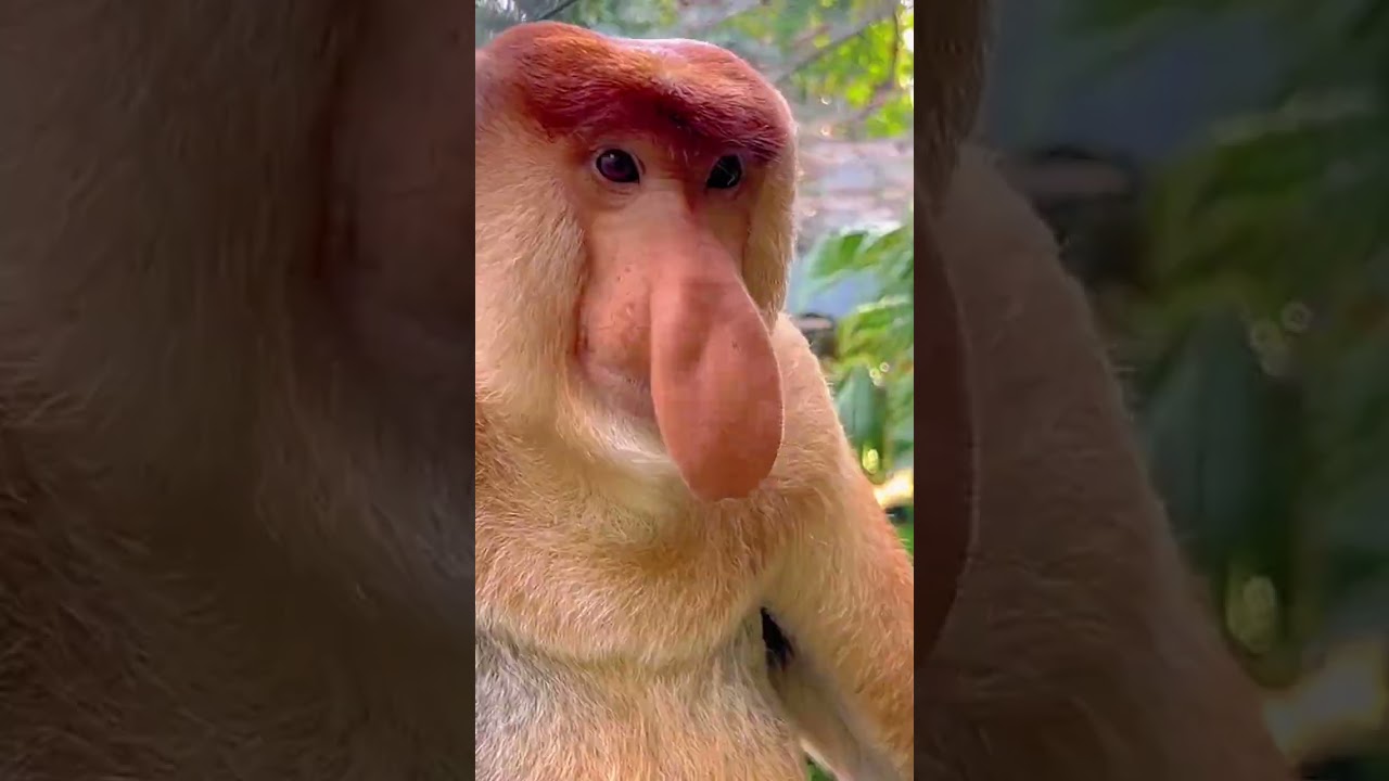 Monkey with the big nose is telling something | Koca burunlu maymun bir şey anlatıyor