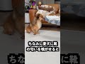 水の上を歩ける靴でお風呂に立ってみた！