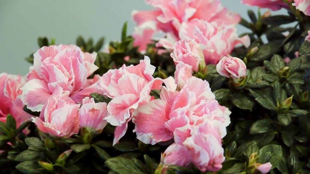 新潟のアザレア 紹介 Youtube 新潟のアザレア 紹介 Youtube