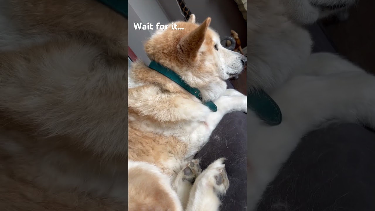 Doggo is a Fur Monster.             Good Boi.      