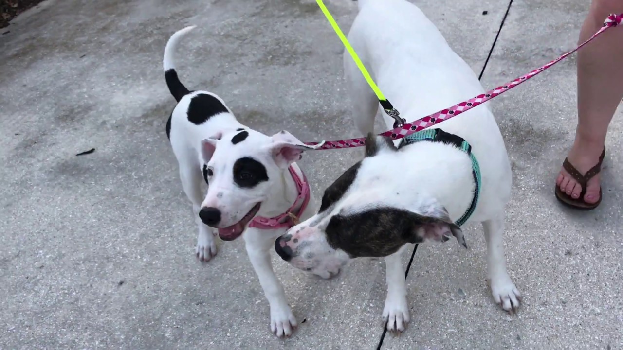 Rescued is my favorite breed