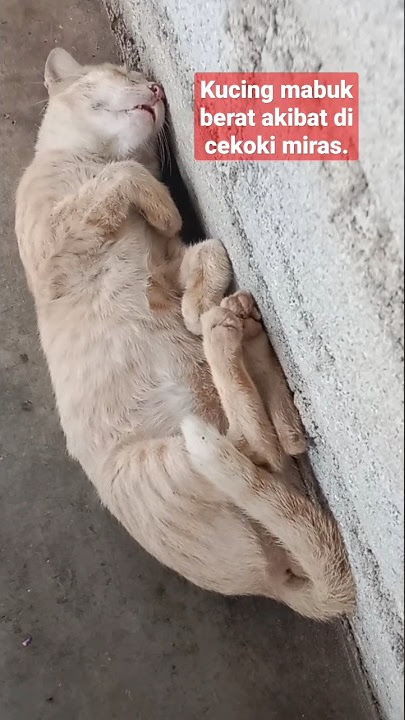 kucing mabuk