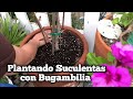 Voy a plantar Suculentas en la base de mi Bugambilia.