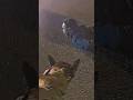 K9 Jakko Takes a Bite Out of Crime