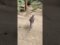 Kangaroo Jump Jump Around!