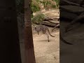 Kangaroo Jump Jump Around!