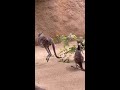 Kangaroo Jump Jump Around!