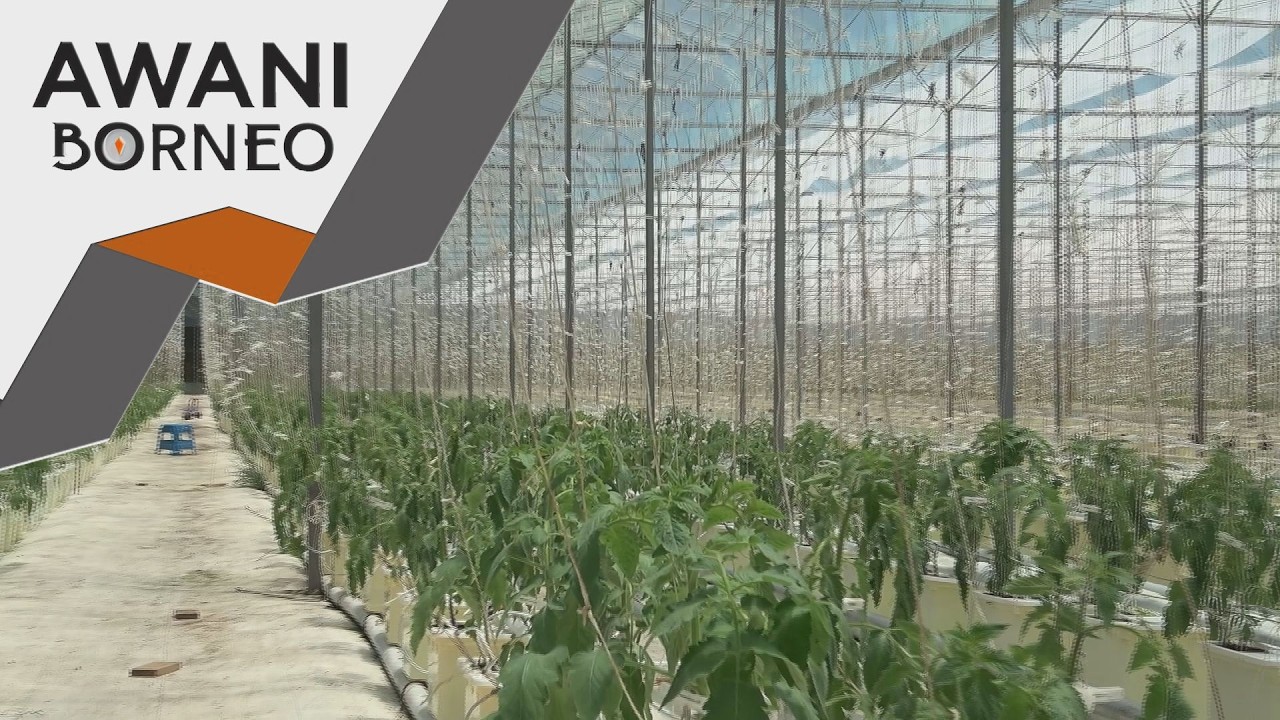 Agridata tingkat kualiti hasil tanaman setanding import