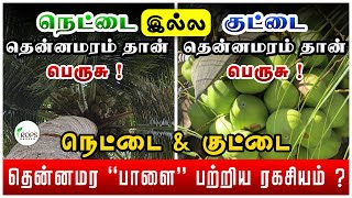 குட்டை தென்னைமரம் பெருசா ? இல்ல, நெட்டை தென்னைமரம் பெருசா ? | TALL COCONUT vs DWARF COCONUT | TCG |