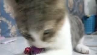 simba dan alm doel(3)