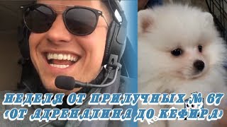 Неделя от Прилучных №67 - "От адреналина до Кефира" Неделя от Прилучных №67 - "От адреналина до Кефира"