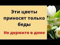 Эти цветы приносят только одни беды. Не держите их в доме.