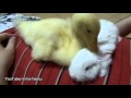 Duckling Meets Bunny