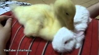 Duckling Meets Bunny
Duckling meets bunny, his new friends
Original filmed and created video protected by copyright. Do not duplicate. Duckling Meets Bunny