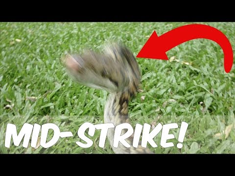 Cranky, Striking Python