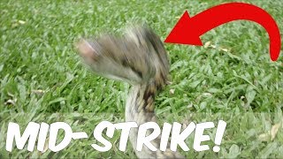 Cranky, Striking Python Net Worth