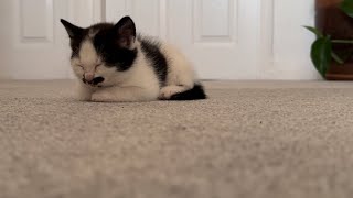 Small kitten sleeps alone