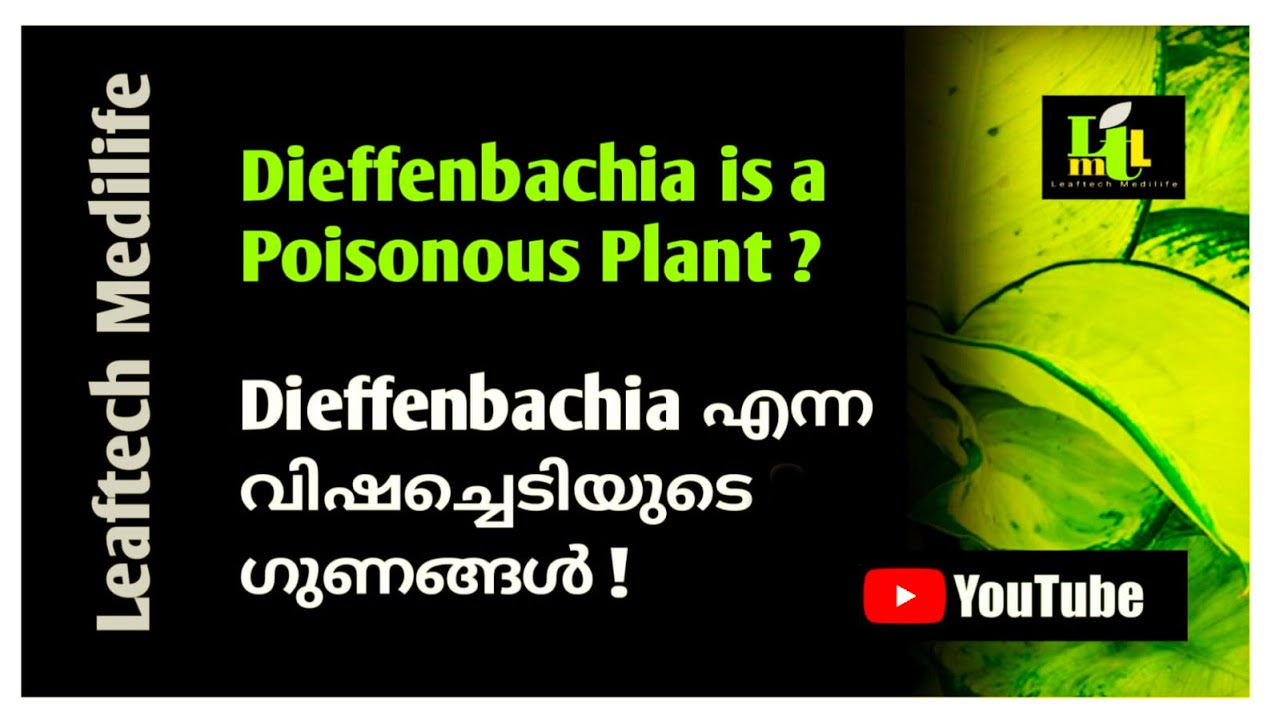 Dieffenbachia is a poisonous plant? YouTube