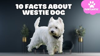 10 Things Only Westie Dog Owners Understand | Dog Facts