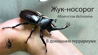БЛОГ #9 - Домашние жуки Coleoptera (Allomyrina dichotoma)