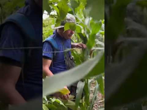 Terribles Zonas De Combate De La Guerrilla Guazapa El Salvador Guerra