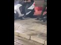 شاب فلسطيني يطرح جنديا إسرائيليا أرضا ورفاقه يفشلون في تخليصه فيديو