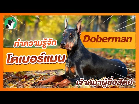 วีดีโอ: วิธีการเลือกลูกสุนัขโดเบอร์แมน