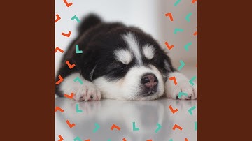 Scintillating Backdrops for Chill Puppies