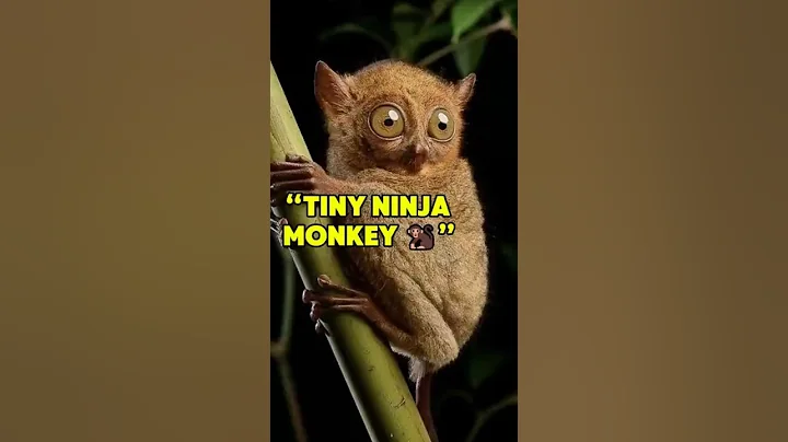 Tarsiers You Didn’t Know About 🐒 #shorts