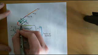 G Protein Coupled Receptors Part 4