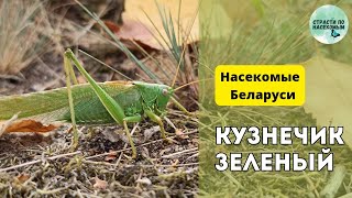 Кузнечик зелёный / Насекомые Беларуси