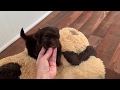 Chocolate HavaHug Havanese