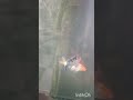 Nature#vedio clips#good luck significant#shorts