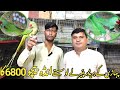 Pahari Ke Breeder Pair Wo Bhi Season Ke Start Me | Chick Nahi Eggs Becho EK Clutch me Paise  Bahar